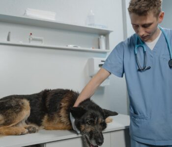 pexels-tima-miroshnichenko-6235244